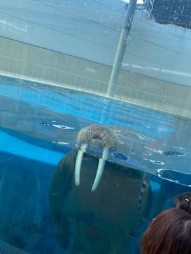 鳥羽水族館に投稿された画像（2020/8/30）