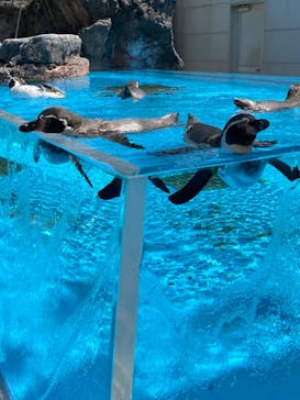鳥羽水族館に投稿された画像（2020/8/30）