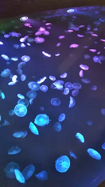 すみだ水族館に投稿された画像（2020/8/30）