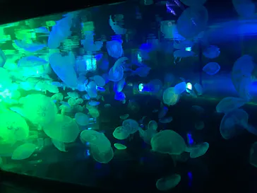 すみだ水族館に投稿された画像（2020/8/30）