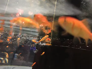 すみだ水族館に投稿された画像（2020/8/30）