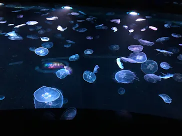 すみだ水族館に投稿された画像（2020/8/30）