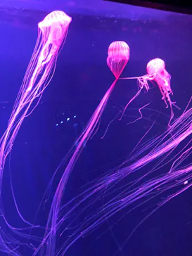 すみだ水族館に投稿された画像（2020/8/30）