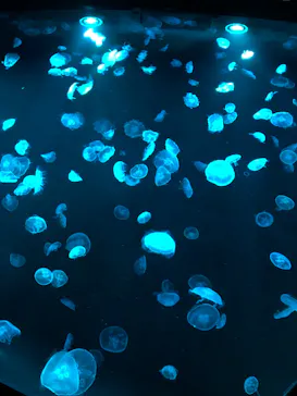 すみだ水族館に投稿された画像（2020/8/30）