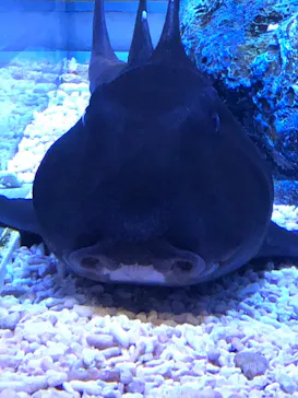 すみだ水族館に投稿された画像（2020/8/30）