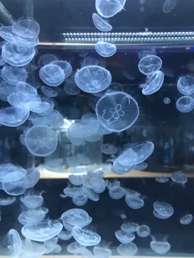 すみだ水族館に投稿された画像（2020/8/30）