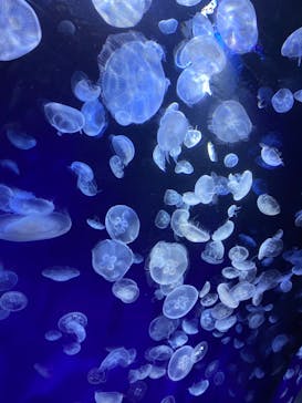 サンシャイン水族館に投稿された画像（2020/8/30）