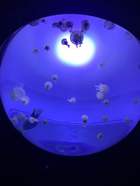 サンシャイン水族館に投稿された画像（2020/8/30）