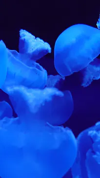 すみだ水族館に投稿された画像（2020/8/30）