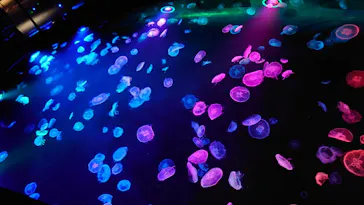 すみだ水族館に投稿された画像（2020/8/30）