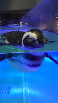 すみだ水族館に投稿された画像（2020/8/30）