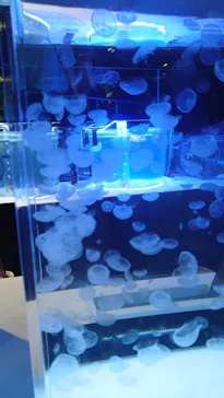 すみだ水族館に投稿された画像（2020/8/30）