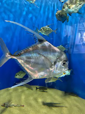 アクアワールド茨城県大洗水族館に投稿された画像（2020/8/30）