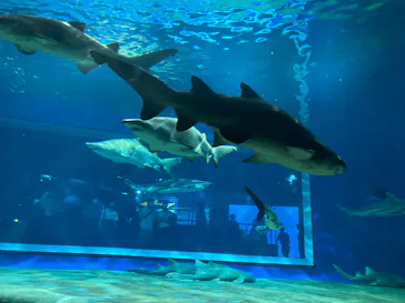 アクアワールド茨城県大洗水族館に投稿された画像（2020/8/30）