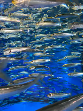 アクアワールド茨城県大洗水族館に投稿された画像（2020/8/30）