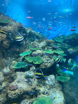 アクアワールド茨城県大洗水族館に投稿された画像（2020/8/30）