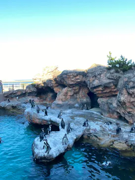 アクアワールド茨城県大洗水族館に投稿された画像（2020/8/30）