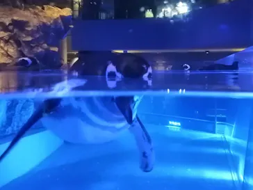 すみだ水族館に投稿された画像（2020/8/30）