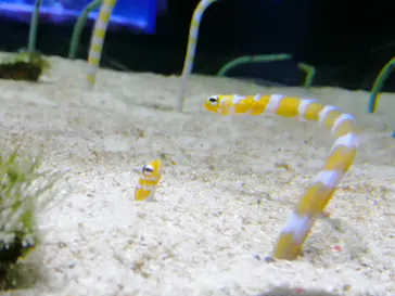 すみだ水族館に投稿された画像（2020/8/30）
