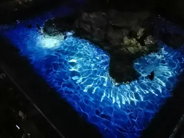 すみだ水族館に投稿された画像（2020/8/30）