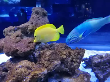 すみだ水族館に投稿された画像（2020/8/30）