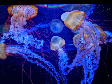 すみだ水族館に投稿された画像（2020/8/30）