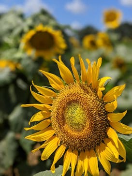 成田ゆめ牧場に投稿された画像（2020/8/30）