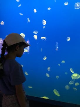 大分マリーンパレス水族館 「うみたまご」に投稿された画像（2020/8/31）