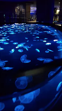 すみだ水族館に投稿された画像（2020/8/31）