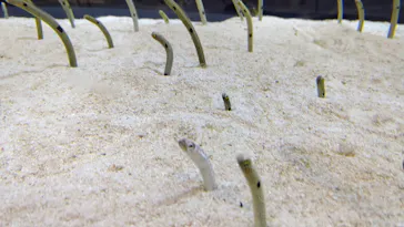 すみだ水族館に投稿された画像（2020/8/31）