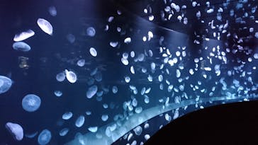 サンシャイン水族館に投稿された画像（2020/8/31）