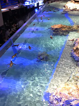 すみだ水族館に投稿された画像（2020/8/31）