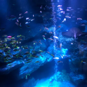 すみだ水族館に投稿された画像（2020/8/31）