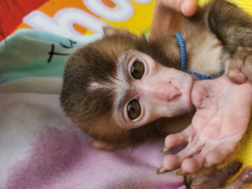 おさるランド＆アニタウン　日光さる軍団劇場に投稿された画像（2020/8/31）