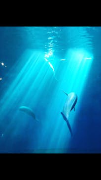 鳥羽水族館に投稿された画像（2020/8/31）
