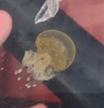 志摩自然学校に投稿された画像（2020/8/31）