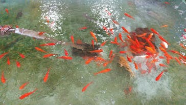 としまえんに投稿された画像（2020/8/31）