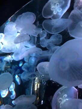 京都水族館に投稿された画像（2020/8/31）