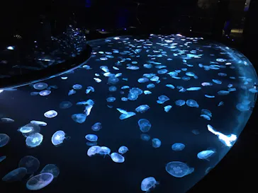 すみだ水族館に投稿された画像（2020/8/31）