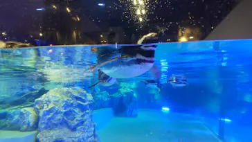 すみだ水族館に投稿された画像（2020/8/31）