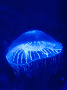 すみだ水族館に投稿された画像（2020/8/31）