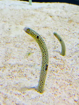 すみだ水族館に投稿された画像（2020/8/31）