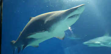 アクアワールド茨城県大洗水族館に投稿された画像（2020/8/31）