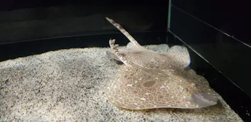 アクアワールド茨城県大洗水族館に投稿された画像（2020/8/31）