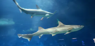 アクアワールド茨城県大洗水族館に投稿された画像（2020/8/31）