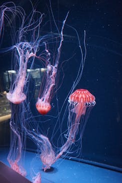 京都水族館に投稿された画像（2020/8/31）