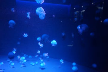 京都水族館に投稿された画像（2020/8/31）