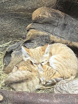 那須どうぶつ王国に投稿された画像（2020/8/31）