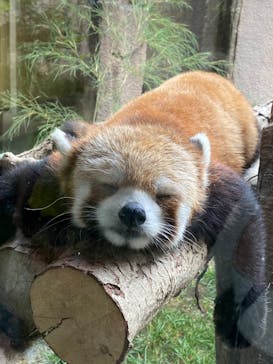 那須どうぶつ王国に投稿された画像（2020/8/31）