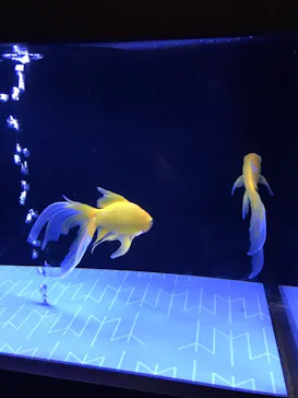 すみだ水族館に投稿された画像（2020/8/31）